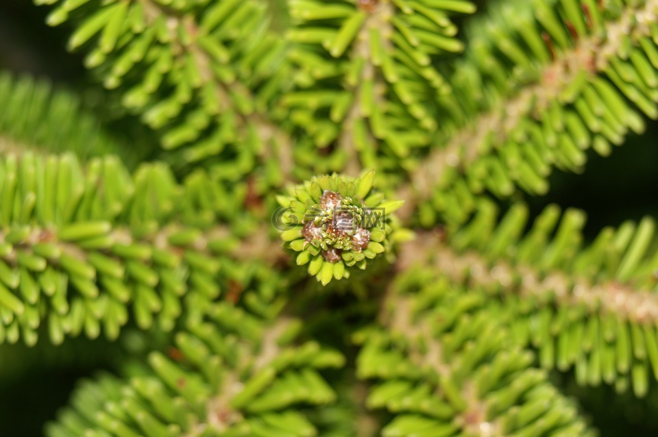 云杉,植物,性質(zhì)