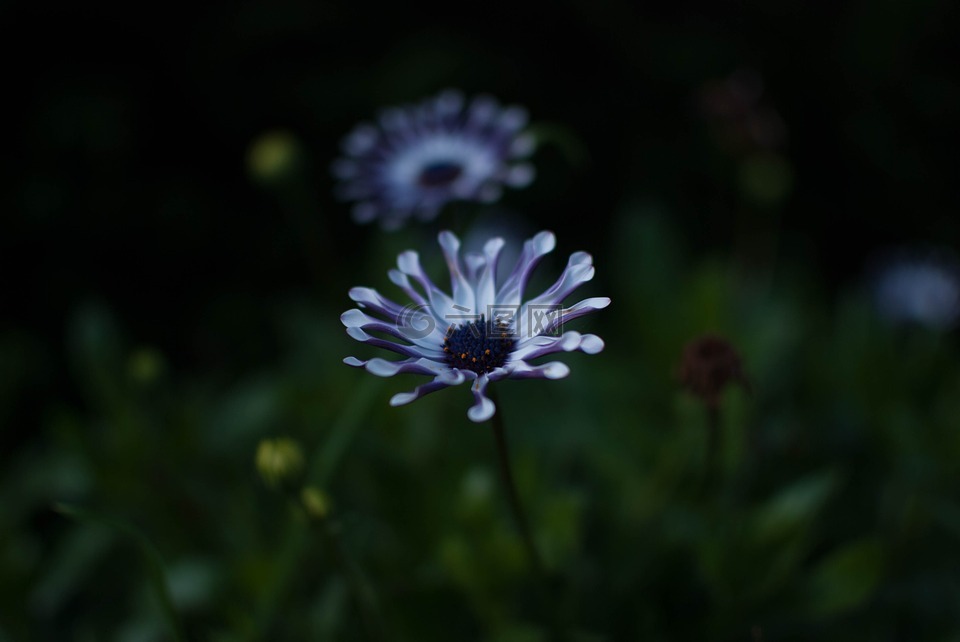 花,藍(lán)色,紫