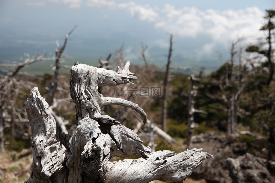 哈拉,山,木材