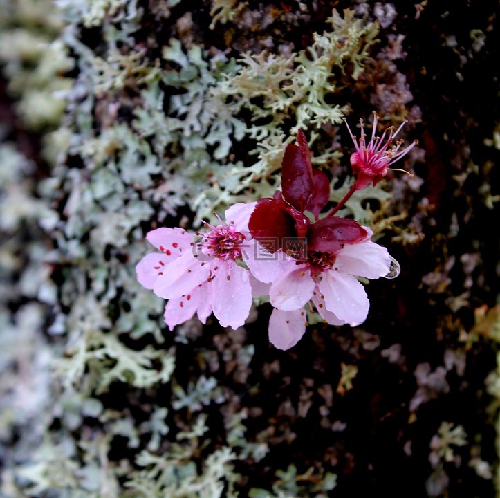 樱桃,花,枝杈