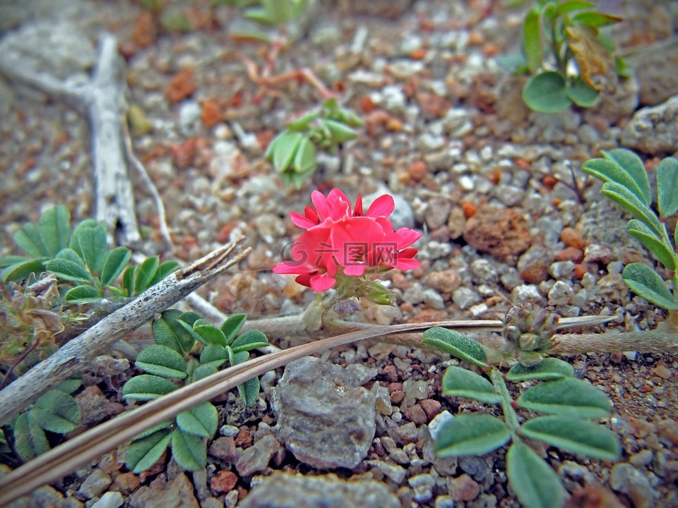 小花,花,粉紅色