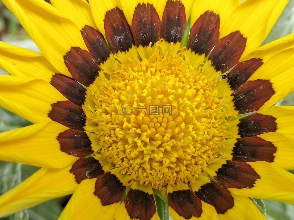 花,鮮花,向日葵