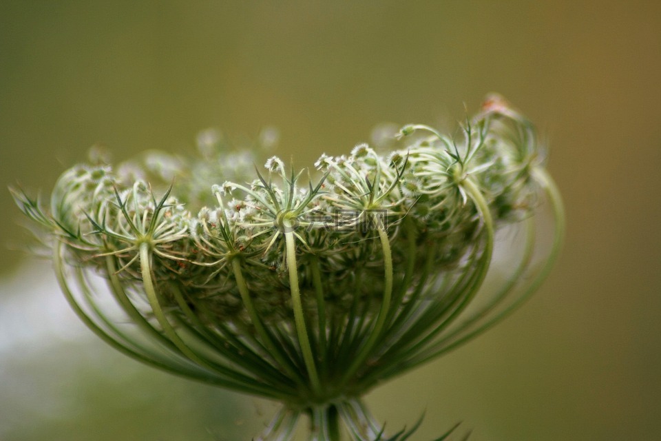 植物,雜草,歐芹
