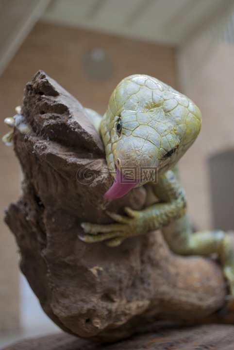 蜥蜴,爬行動物,綠色
