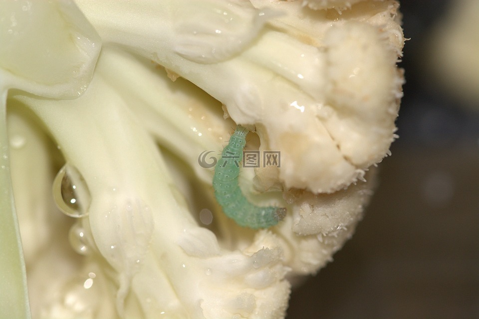 菜花,蟲(chóng)害,菜青蟲(chóng)weissling