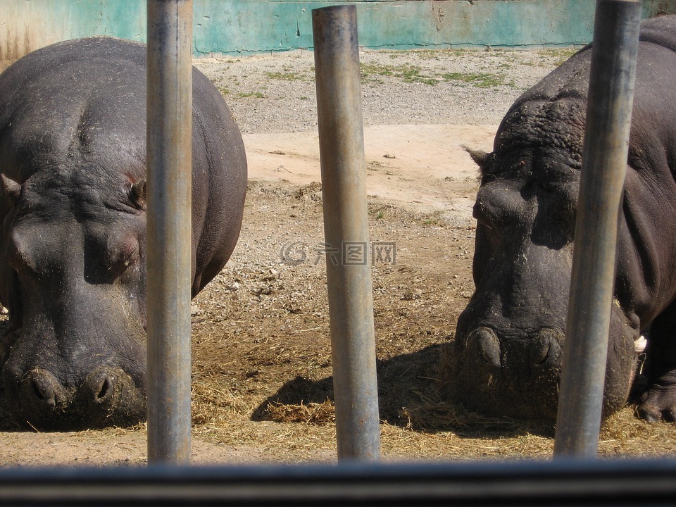 河馬,動物園,酒吧