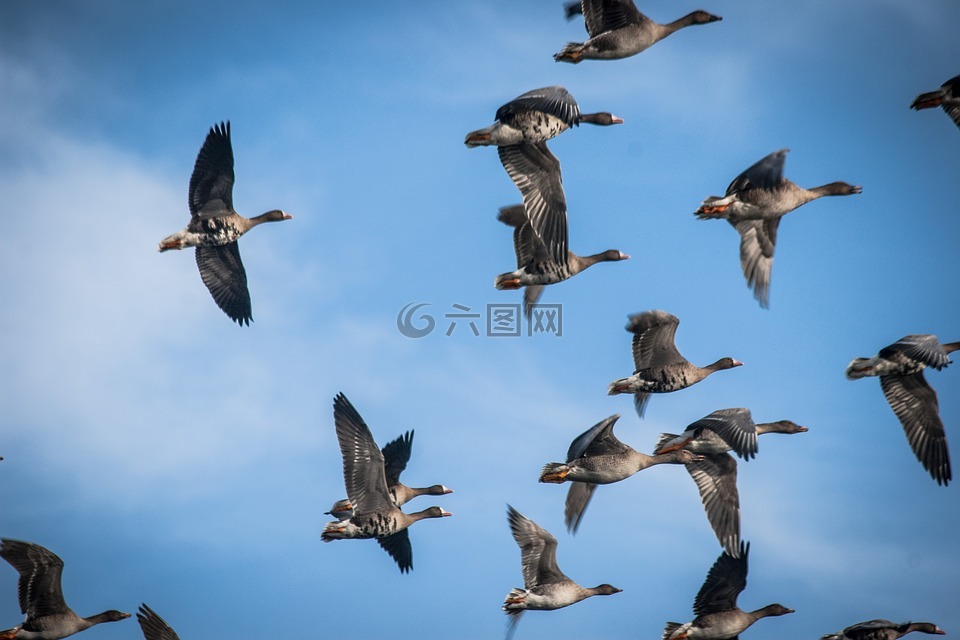 鵝,動(dòng)物,鳥