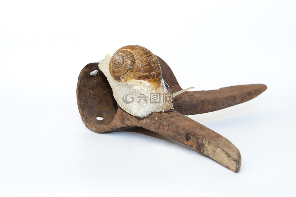 蜗牛,壳,铁