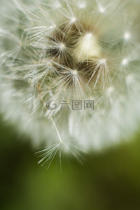 蒲公英,关闭,花