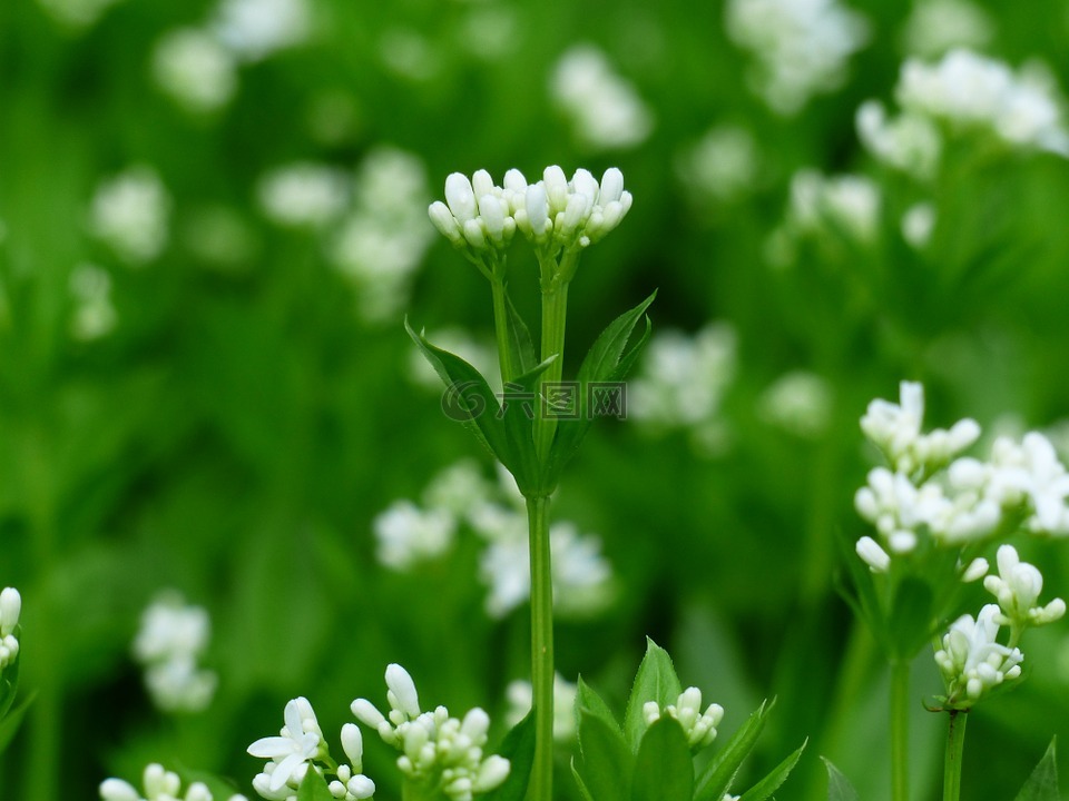 伍德,開花,白