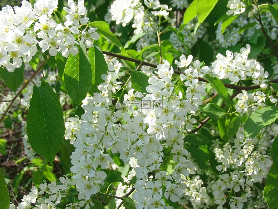 鳥櫻花,布魯姆,樹