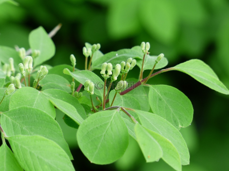 金銀花 xylosteum,金銀花,布什