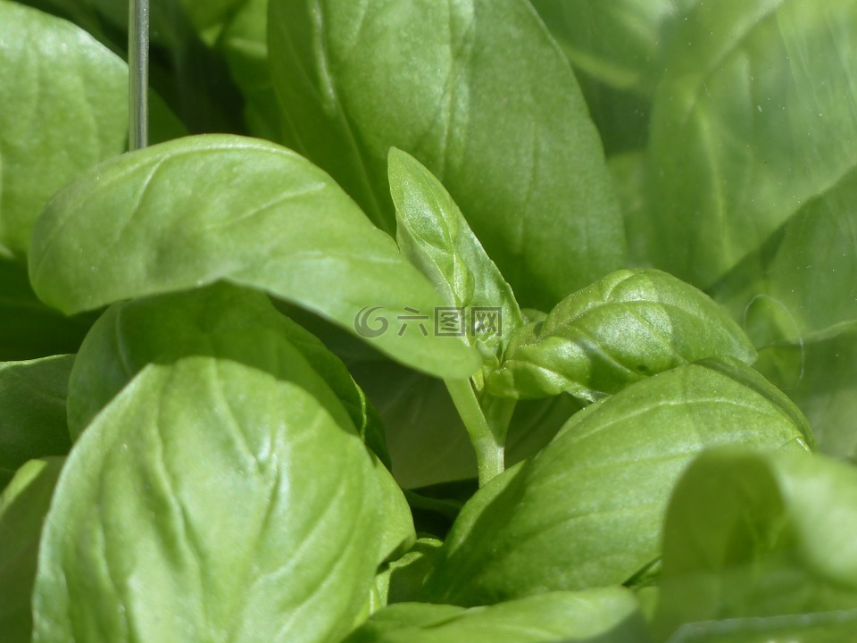 羅勒,廚房草本,王草