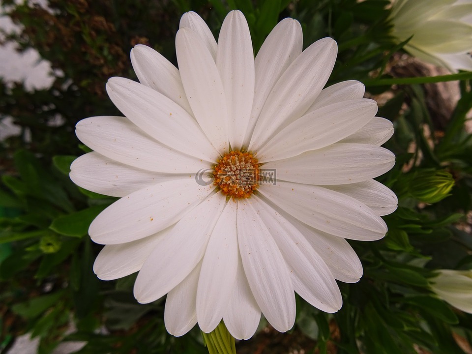 花,性質(zhì),白