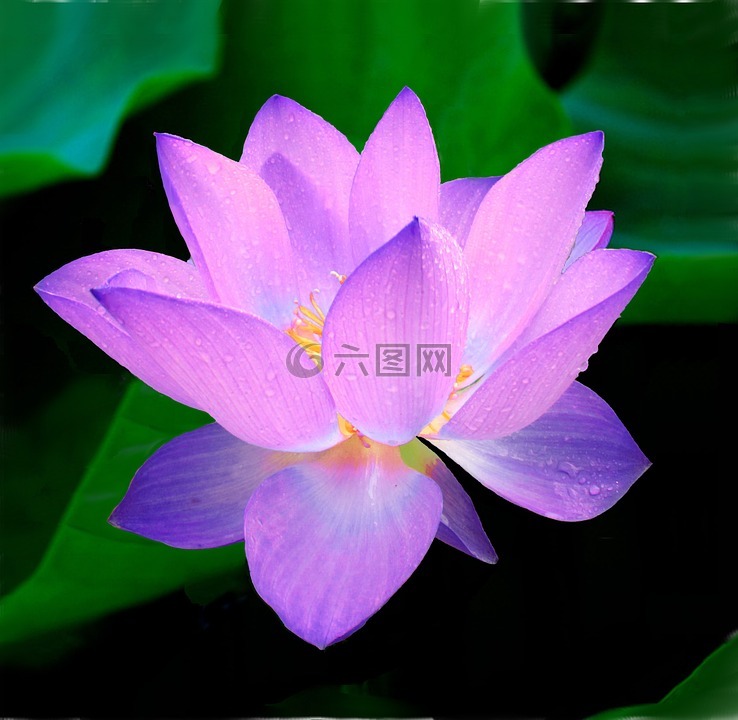 蓮花,花,睡蓮藍(lán)