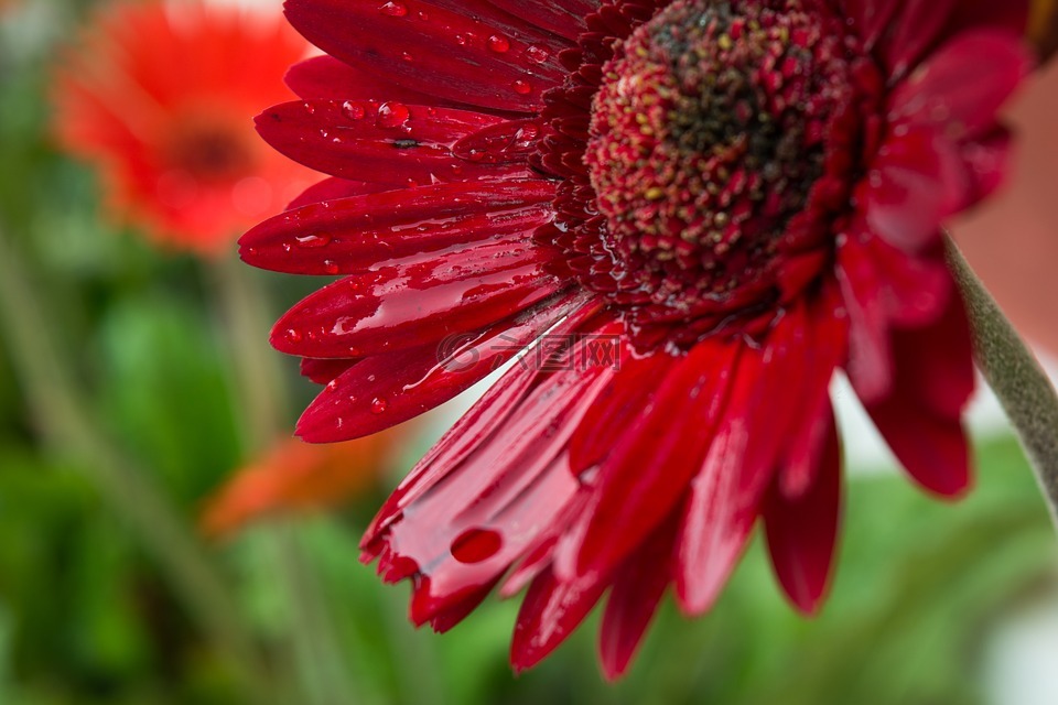 花,特写,水滴花