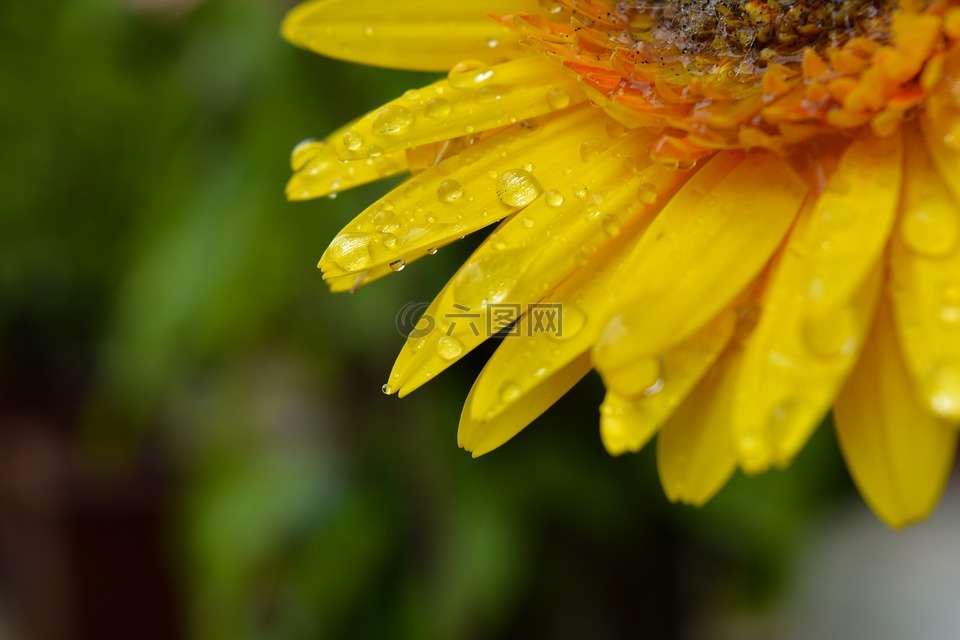 花,特写,水滴花