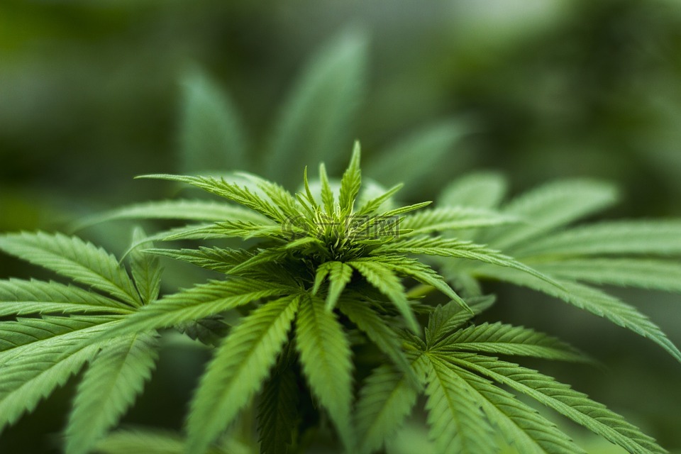 草本植物,大麻,植物