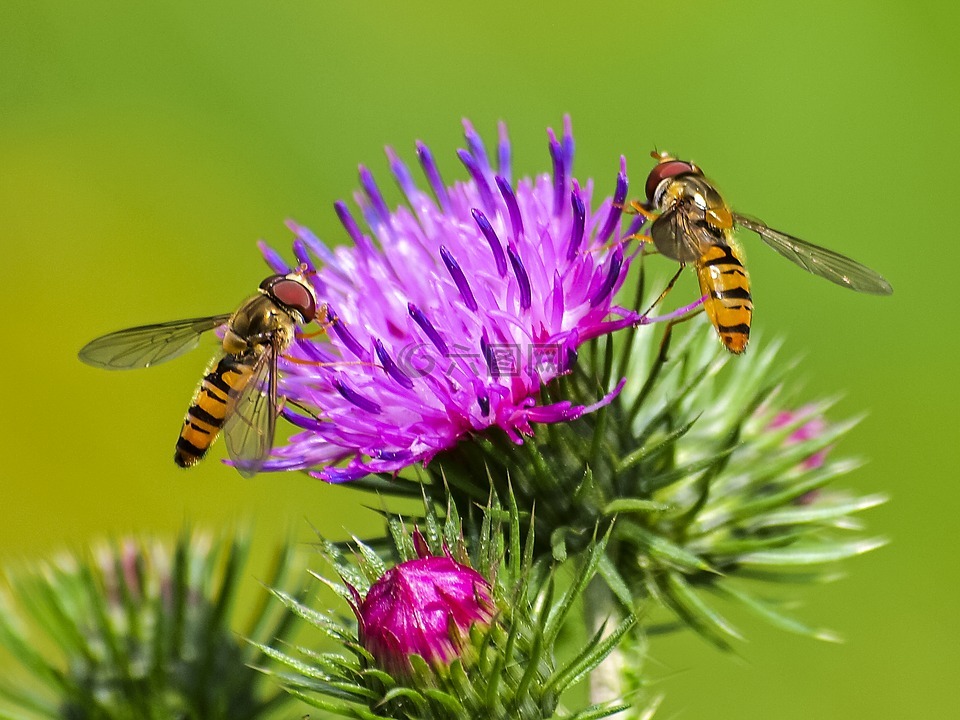 hoverfly,昆蟲,開花