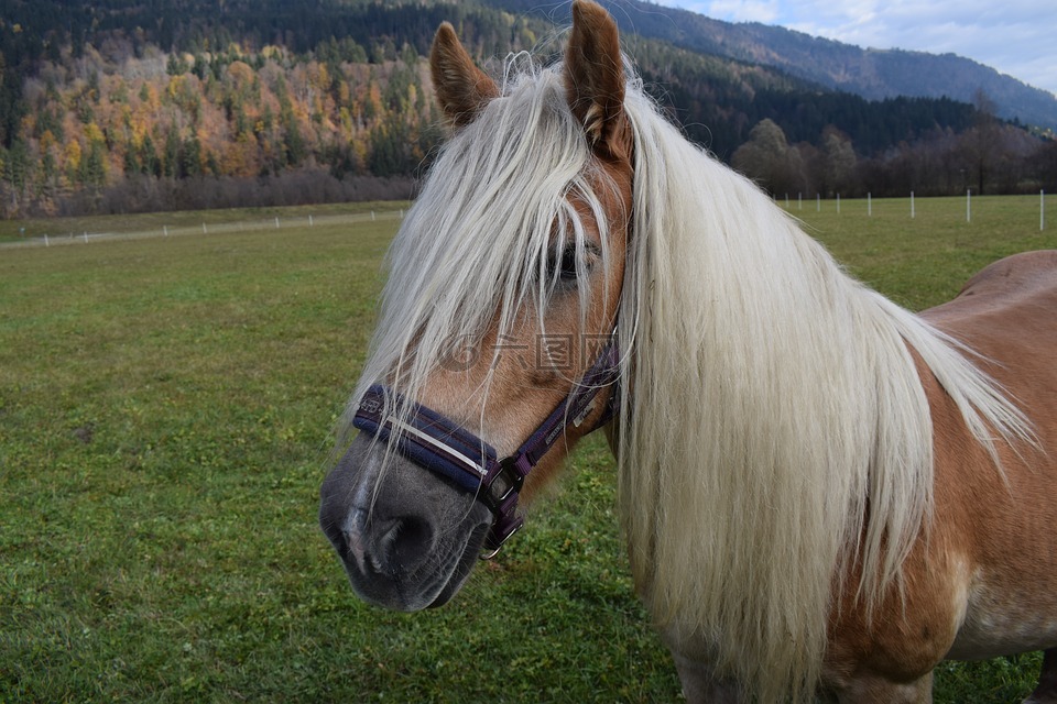 haflinger,馬,牧場(chǎng)