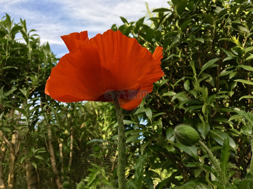 罌粟花,花,廠