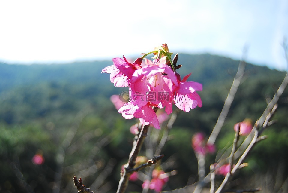 花卉,櫻桃,美麗