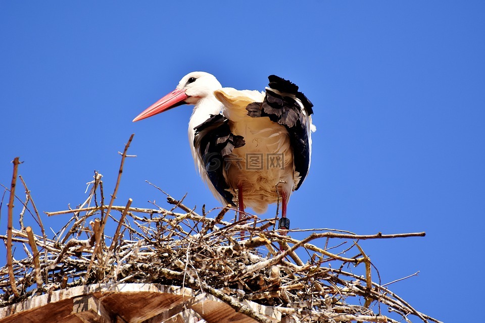 鸛,鳥,飛