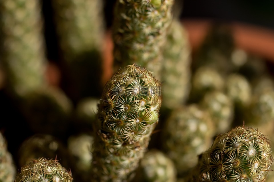 仙人掌,植物,宏