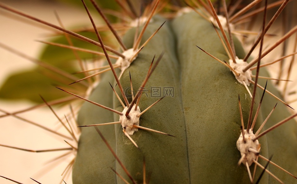 仙人掌,針,植物