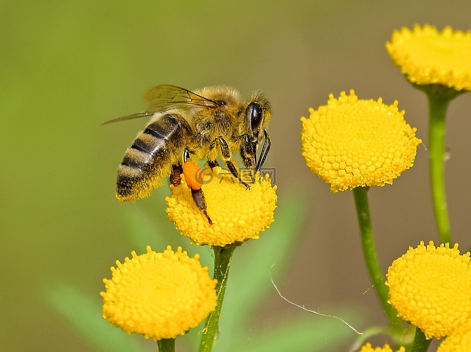 蜜蜂,昆虫,性质