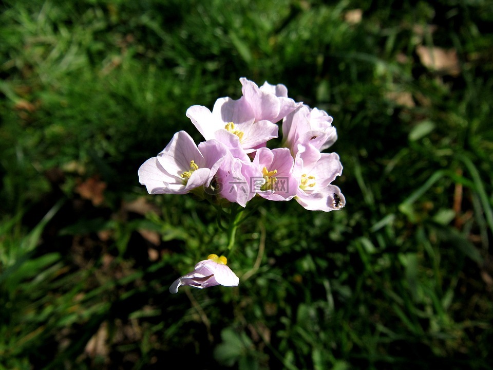罩衫,沙拉花,野生中草藥