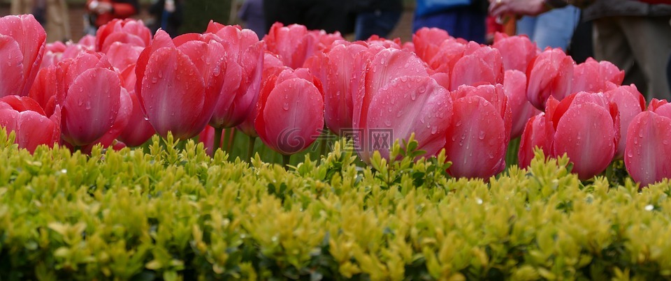 郁金香,性質(zhì),花園