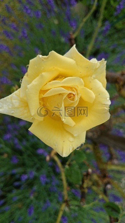 黃玫瑰,花園,關閉