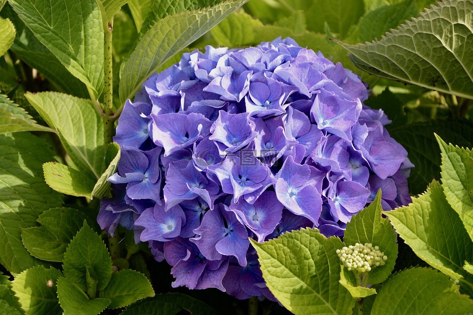 绣球花,颜色,紫