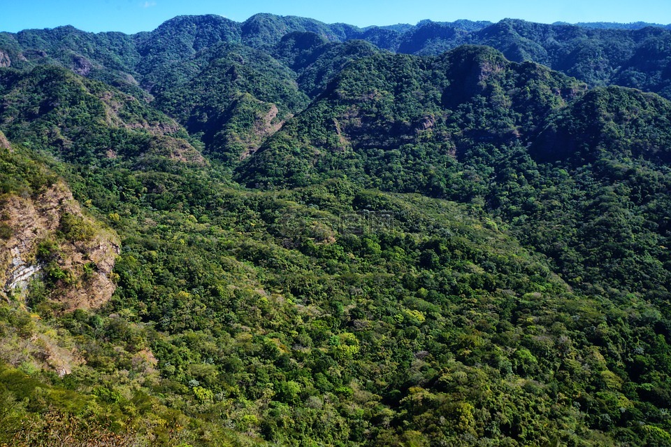 森林,小山,山