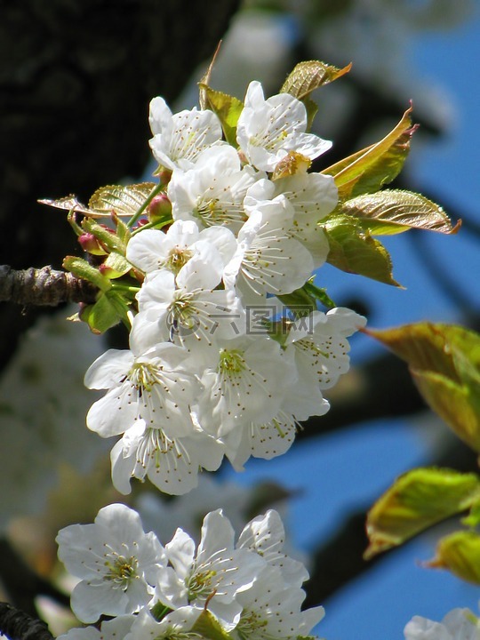 樹,開花,花