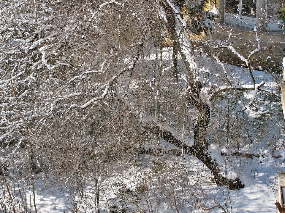 冬季,雪,樹木