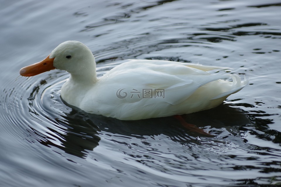 鳥(niǎo)兒,性質(zhì),鴨