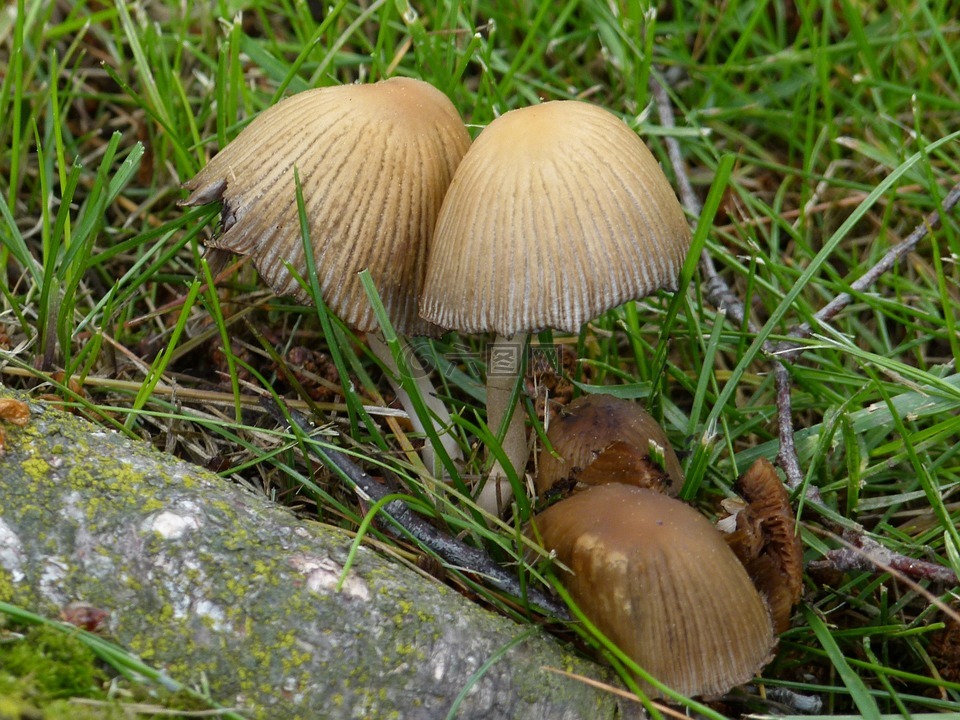 野生蘑菇,樹(shù),日志