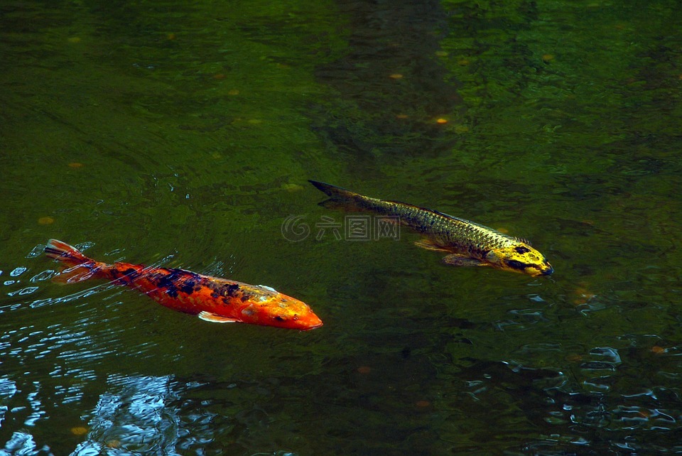 錦鯉,池,魚