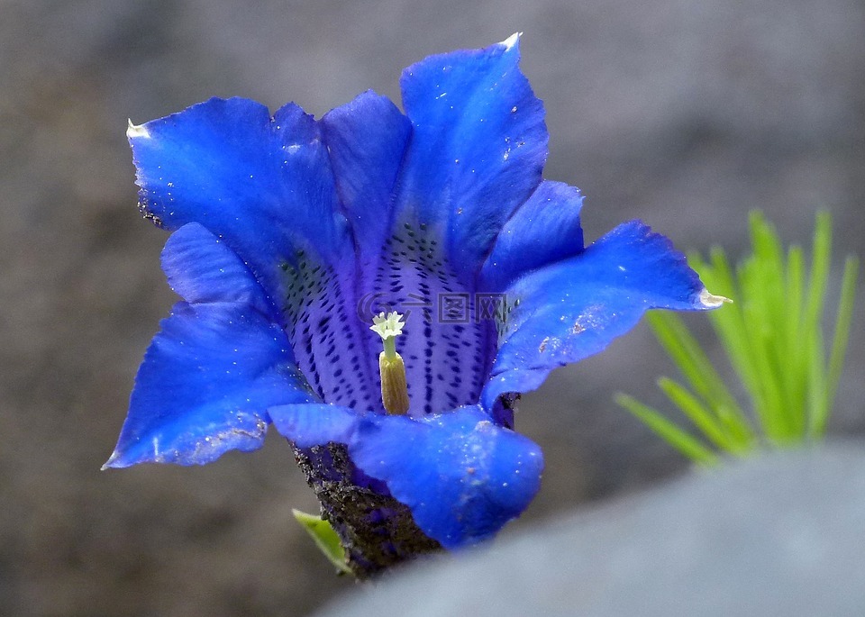 藍色 enzian,高山,花