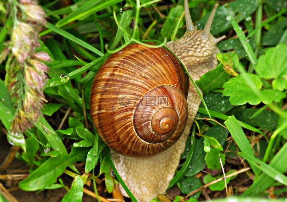 蜗牛,山寨,贝壳