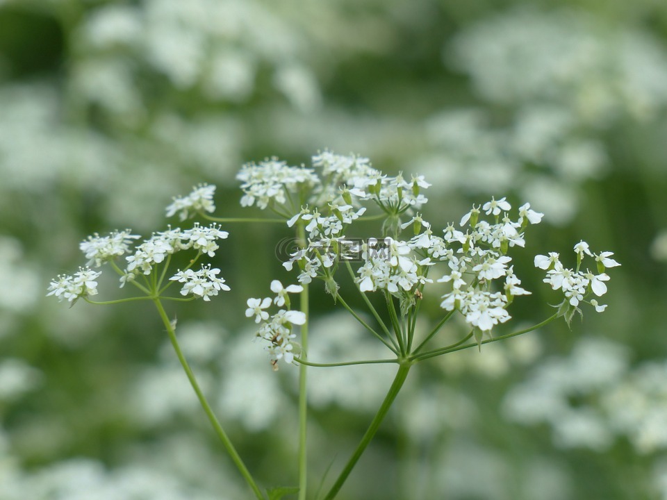 牛香菜,開(kāi)花,白