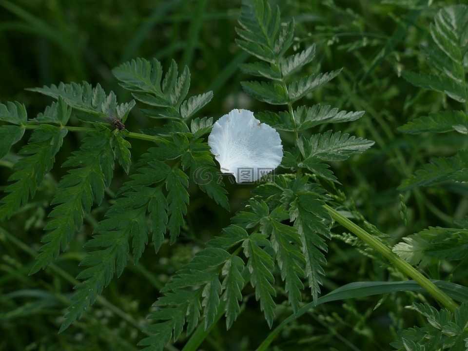 花瓣,蘋果花,白