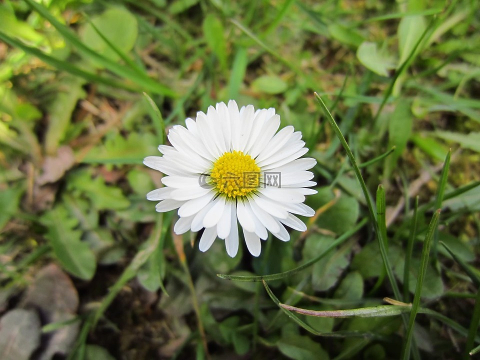 白,花,magaritte