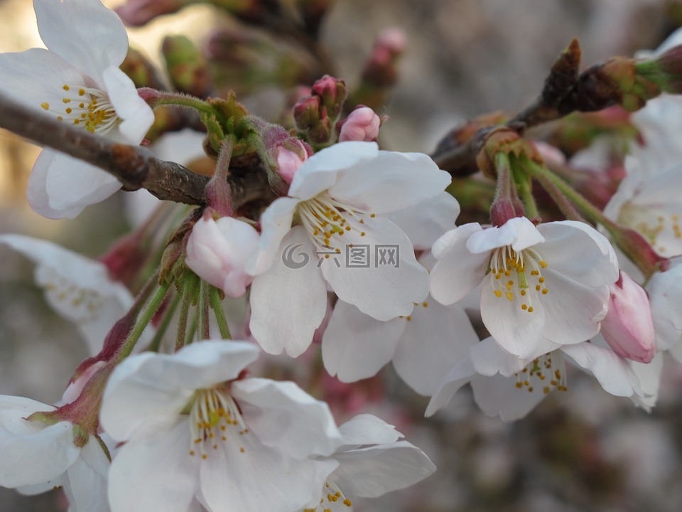 櫻桃,花瓣,開(kāi)花