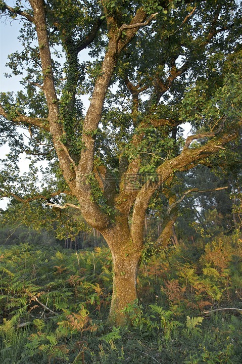 法國,樹,奧克