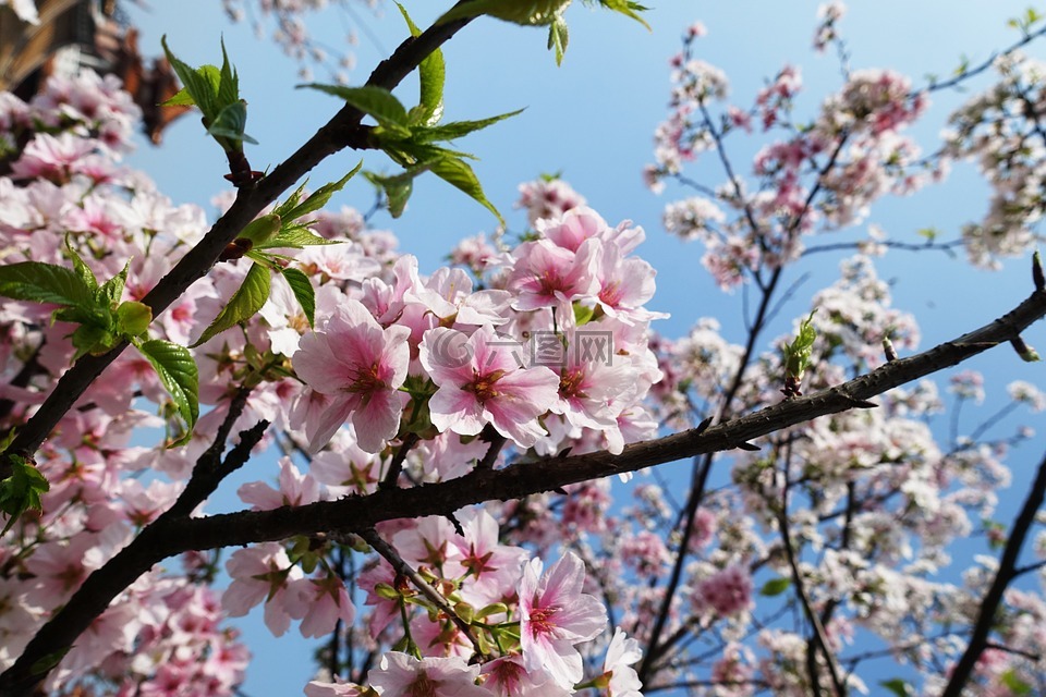 sakura,櫻,花