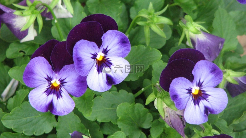 三色紫罗兰,鲜花,花园