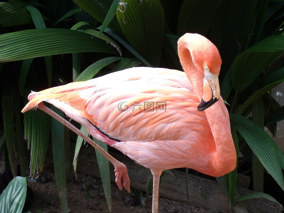 火烈鳥(niǎo),羅莎,動(dòng)物園